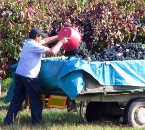 Vendemmia dell'uva fogarina